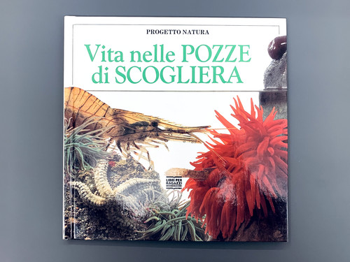 Vita nelle pozze scogliera - vita, di
